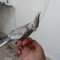 پرنده عروس هلندی