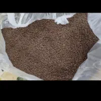 چای کله مورچه ای