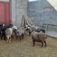 ۸تا میش جوان و سنگین|حیوانات مزرعه|بروجرد, |دیوار