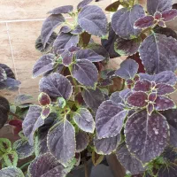 گل حسن یوسف|گل و گیاه طبیعی|شهریار, شهرک بهاران (ویره)|دیوار