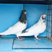 کفتر سرور پرشی