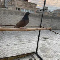 کبوتر سرور|پرنده|مشکین‌دشت, |دیوار