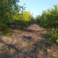 خانه-باغ-2400-متری-در-هادی-شهر