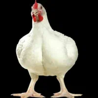 مرغ زنده قیمت ۲۵۹۰۰