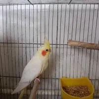 پرنده عروس|پرنده|تربتحیدریه, میدان مرکزی|دیوار