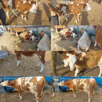 خرید فروش گوساله نژاد خلوص بالا