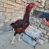 مرغ و خروس لاری معاوضه با دوچرخه ۲۶