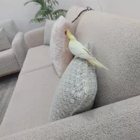 عروس هلندی لتینو|پرنده|چغادک, |دیوار