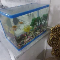 آکواریوم ماهی|ماهی|شاهدشهر, |دیوار