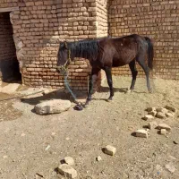 اسب و کره|اسب و تجهیزات اسب‌سواری|شال, |دیوار