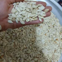 تخمه کدو اجیلی (بوانات)|خوردنی و آشامیدنی|شیراز, کوشک میدان|دیوار