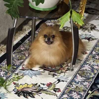 واگذاری پامر خرسی پامراین شیتزو تریر|سگ|مشهد, شیرودی|دیوار