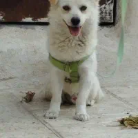 سگ.سگ پاکوتاه .سگ اشپیتز|سگ|صدرا-فارس, فاز ۱|دیوار