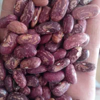 لوبیا قرمز کیلویی ۱۵۰|عمده‌فروشی|پاکدشت, خاتون آباد|دیوار