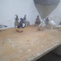 دسته سرور و پشتی بی نظیر|پرنده|شیراز, شهرک گلستان|دیوار