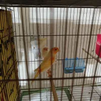 چند جفت قناری اماده