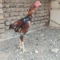 خروس لاری|حیوانات مزرعه|تربت جام, بسیجیان|دیوار