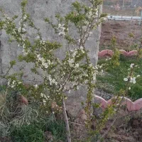 فروش باغچه در خسرو آباد|فروش زمین و ملک کلنگی|نظرآباد, خسروآباد|دیوار