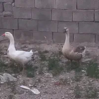 قوغاز نرماده