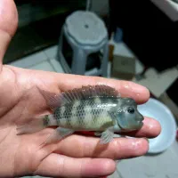 لاین هد کمیاب و خاص