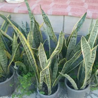 سانسوریا پاکوتاه