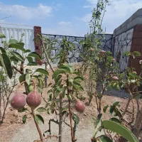 باغچه، چهاردیواری، زمین،باغ،آماده تحویل ۱۱۵ متر|فروش زمین و ملک کلنگی|رباط‌کریم, رباط‌کریم|دیوار