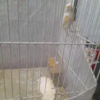 مزایکی ماده