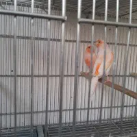 قناری موزاییکی سرخ سوپر و یک عدد نر