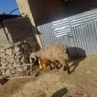 قوچ|حیوانات مزرعه|شیراز, محمدیه|دیوار