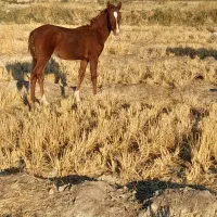 کره مادیون امیدیه