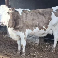 گاو مونت بلیارد اصیل