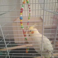 گرین چیک و عروسی هلندی|پرنده|خوی, |دیوار