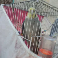عروس هلندی
