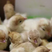 جوجه بوقلمون بیوتی (یکروزه)