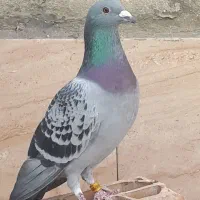 ۱۳عدد مسافتی مسافت بلند