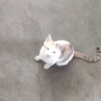 واگذاری بچه گربه