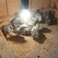 جوجه سبرایت|حیوانات مزرعه|کاشان, شهرک انقلاب|دیوار