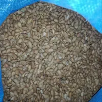 بادام جنگلی جنوب