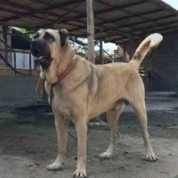 ۳ عدد سگ سرابی سطح یک|سگ|بندرعباس, |دیوار