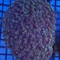 ad shorدامسل ۳ خال|ماهی|تهران, جوادیه تهرانپارس|دیوار