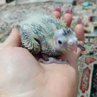 جوجه عروس هلندی