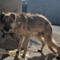 واگذاری سگ سرابی