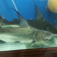 ماهی گوشت خوار آکواریوم