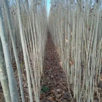 فروش انواع نهال صنوبر مقاوم و تضمینی و سریع الرشد