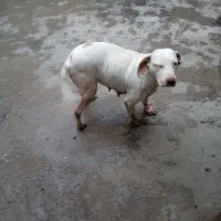 سگ دمبلانی وقته زایمانش نزدیکه وحرف کوش کن