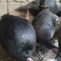 بوقلمون محلی