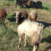 نر بزغاله چاق