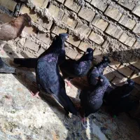 کفتر