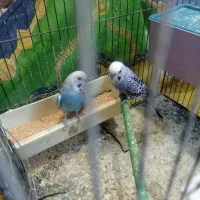 کوتوله مولد با چهارتخم مرغ عشق کمیاب بنفش فنچ|پرنده|تبریز, |دیوار