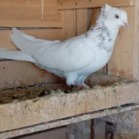 کبوتر فروشی